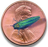 Emerald Ash Borer on a Penny for Scale