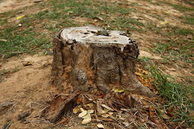 Ugly tree stump in yard