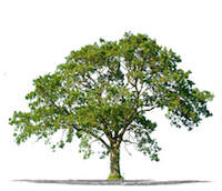 Winston-Salem Tree Service Logo