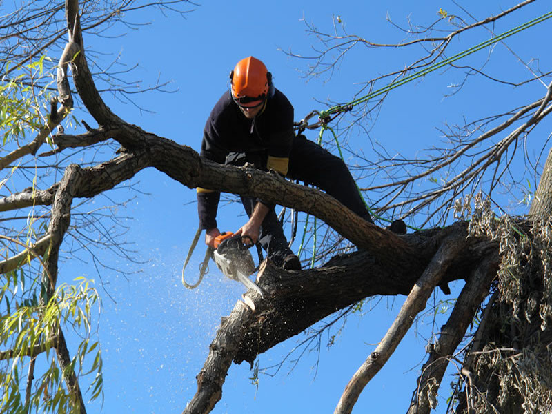 Tree Removal Winston Salem