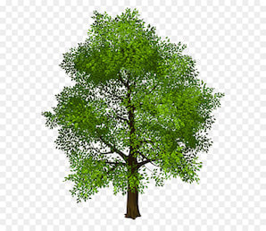 Ash tree icon
