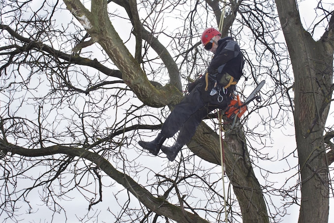 Arborist in a tree about to cut a large branch